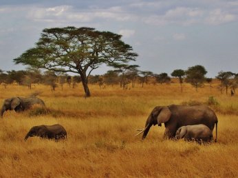 elephants-277329_3.jpg