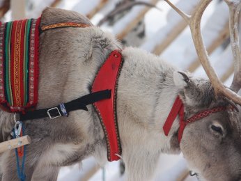 reindeer-5039045_1280.jpg