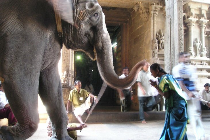 ELEFANTE-INDIA.jpg