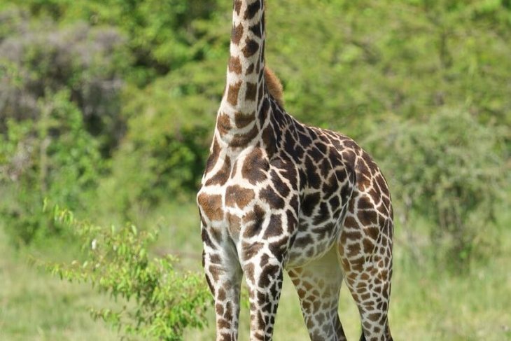 masai-giraffe-7312959_1280.jpg