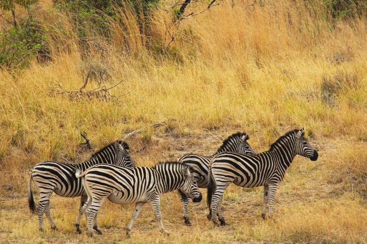 zebras-1221522_1.jpg